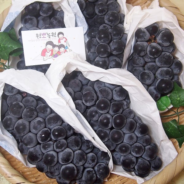 캠벨포도 영동포도 고당도 켐벨 명품 캠밸 켐밸포도