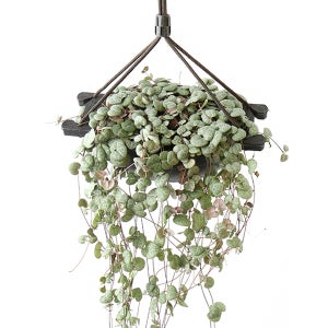 갑조네 러브체인 대품 걸이식물 실내공기정화식물 하트