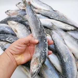 업소용 수입산 냉동 청어 생선 약13kg 약25cm 약60마리 손질안된 통생선