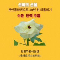 식물성콜라겐 금화규즙 자연을담다 다림골보원당