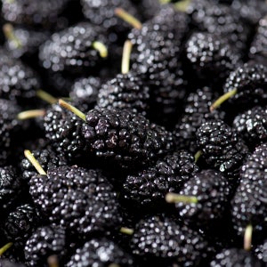 GAP 인증! 산청 버블세척오디 5kg