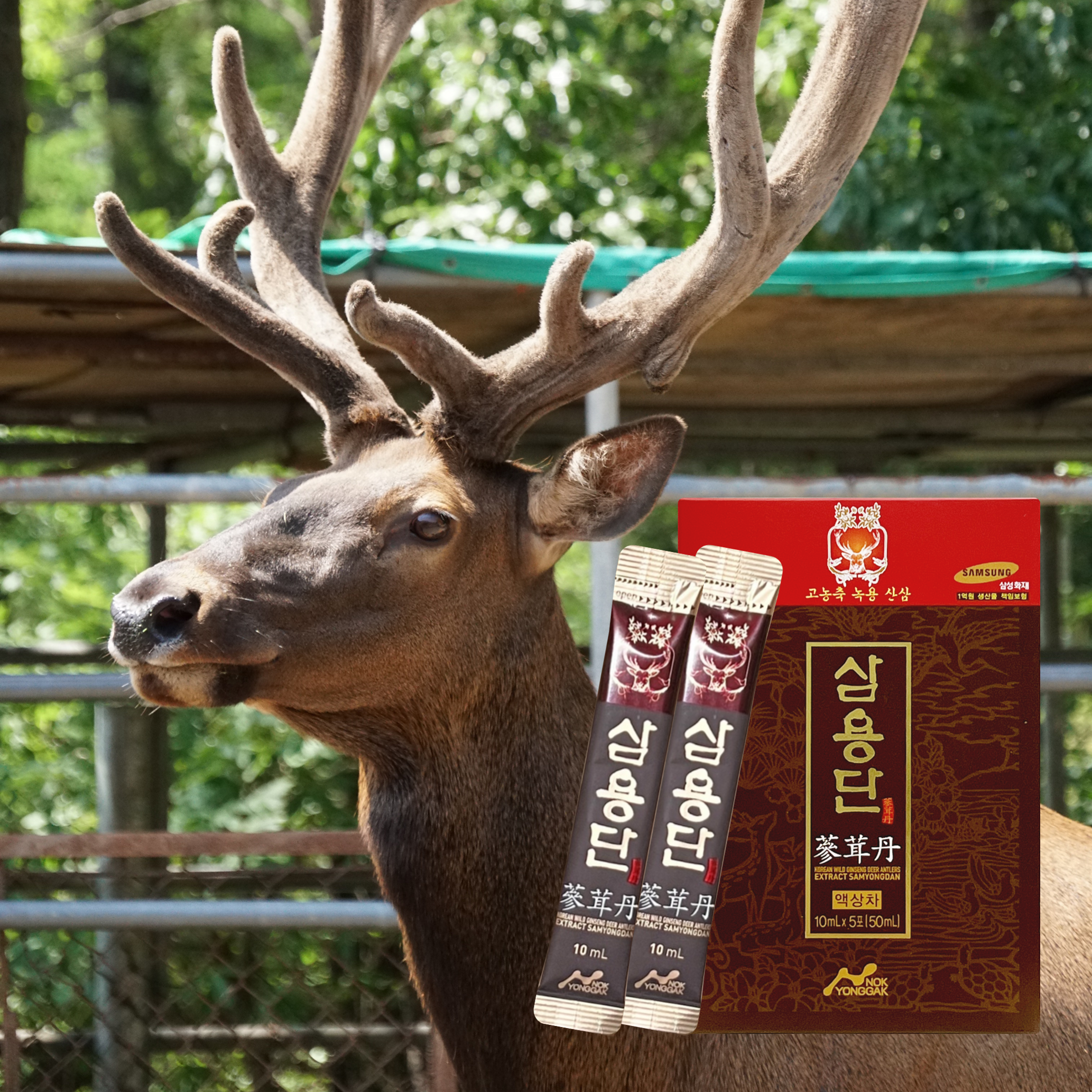 녹용각 삼용단 국내산 <b>생녹용</b> 어린이 녹용 진액 스틱 10ml x 30개 1box