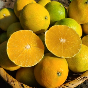 황금향 3kg 5kg 10kg 선물용 가정용 고당도 서귀포 산지직송