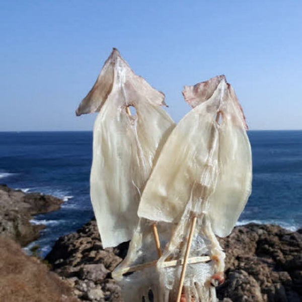 [가을바다] 부드러운 마른오징어 20마리 (건오징어) 건조 반건조 피데기 파품 파지