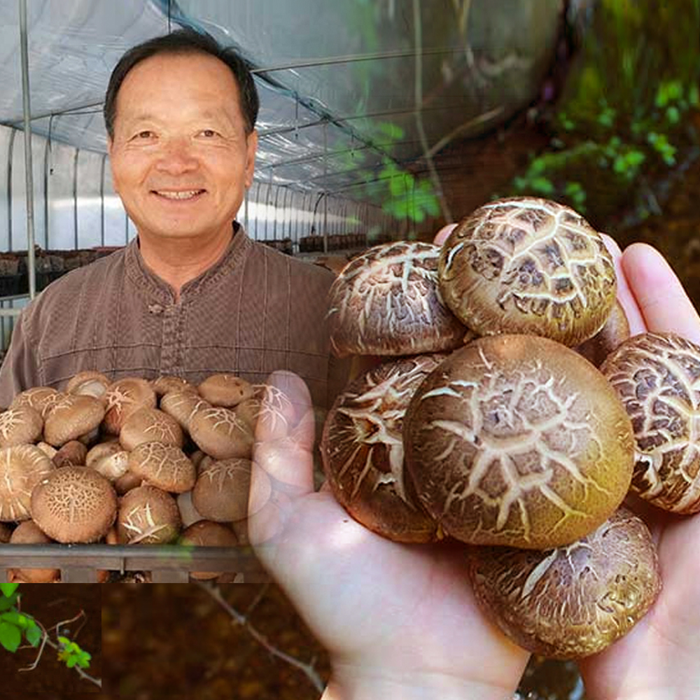 유기농 표고버섯 생 표고 1kg 국산 무농약 못난이 파지 버섯