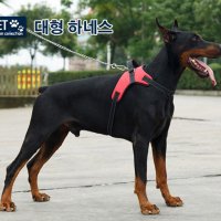 리드줄 진돗개하네스 이지워크 하네스 시바견 개산책