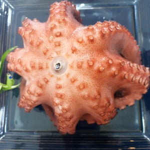 부산 손질된 자숙 문어 제수용 생일상 반찬용