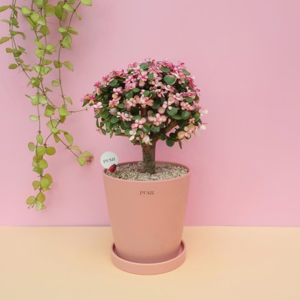 은행목 핑크 화분 기본 아악무 사랑무 사랑목 꽃 나무 화분 선물 키우기 쉬운 식물 개업 승진 축하 집들이 선물 공기 정화 수입