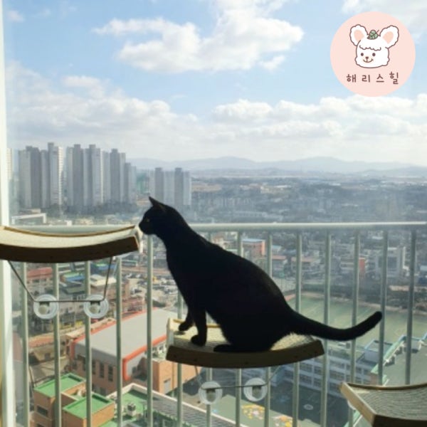 고양이 해먹 스크래쳐 원목 창문 해먹 윈도우 침대 스파이더캣 M