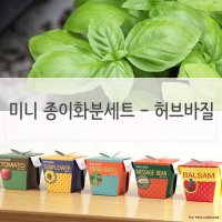 바질트리키우기 스위트바질키우기