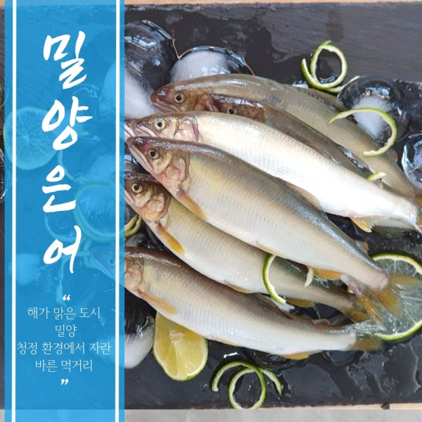 밀양은어 은어 선어 1kg