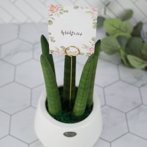 [감성 인테리어화분] 마카롱화분 메세지카드 스투키 파키라 반려식물 개업선물 집들이선물