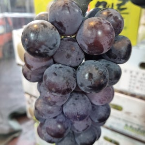 경북 김천 영천 달콤하고 커다란 꿀 거봉 당일 배송