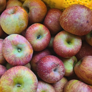 쥬스용 주스용 못난이 부사 사과 10kg 7kg 5kg 3kg 2kg 혼합 흠과 경북