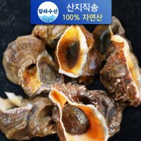 [산지직송] 해녀가 채취한 참소라 1kg