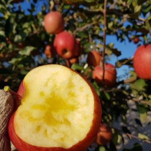 [은하수 농장] 가정용 사과