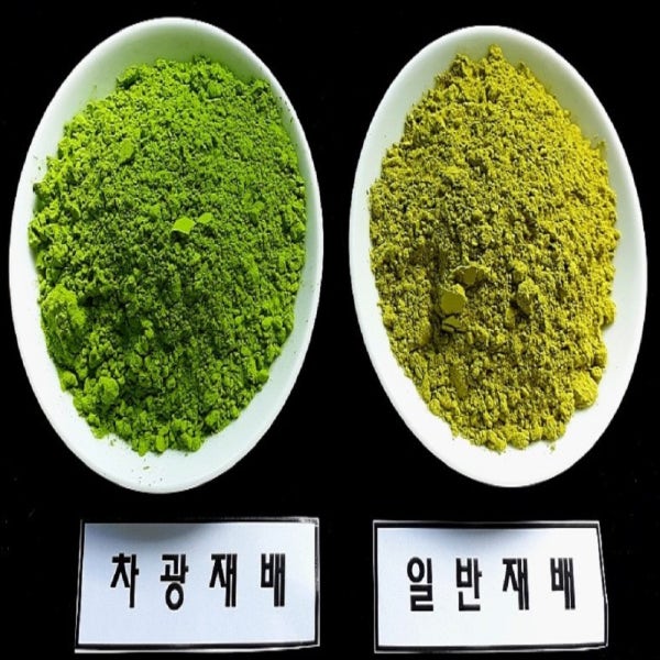 제주산 100% 프리미엄 차광재배 가루녹차 말차