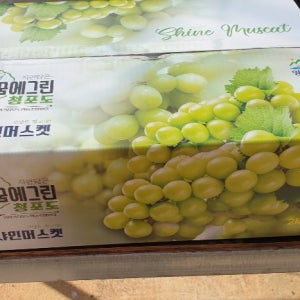 (예약판매)4kg 샤인머스캣 산지직송 영암군 진터농장 프리미엄 망고포도 한정판 17~22브릭스