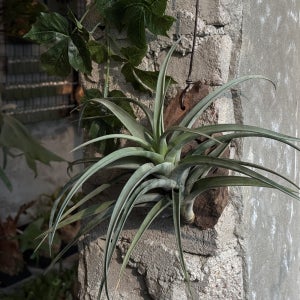 틸란드시아 플렉수오사 행잉플랜트 공중식물 에어플랜트 미세먼지 공기정화