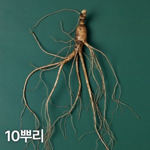 10년근 산양산삼 10뿌리 산양삼 장뇌삼