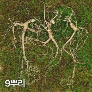 10년근 최상품 산양산삼 9뿌리 산양삼 장뇌삼