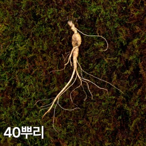 7,8년근 파삼 산양산삼 40뿌리 산양삼 장뇌삼