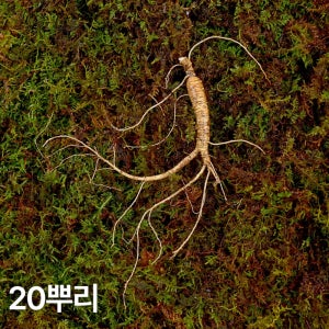 7,8년근 작은삼 산양산삼 20뿌리 산양삼 장뇌삼