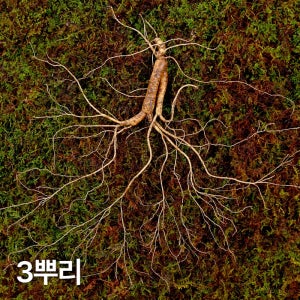 12,15년근 야생삼 3뿌리 산양산삼 산양삼 장뇌삼