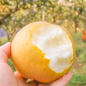 여섯시내고향 화성 열린농원 유기농 배 가정용 5k 원황 추황 신고 화산