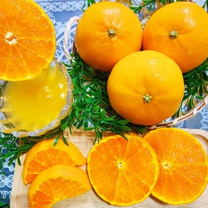 제주 천혜향 3kg 5kg 10kg 고당도 산지직송 가정용 선물세트