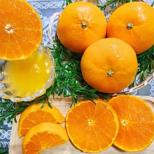 제주 천혜향 3kg 5kg 10kg 고당도 산지직송 가정용 선물세트