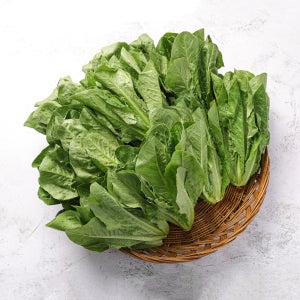 채소팜 통로메인 로메인 상추 1kg