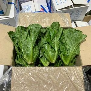 채소팜 로메인 1kg 통로메인 로메인상추