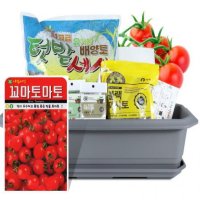 토마토 채소 상추 깻잎 새싹보리 베란다텃밭 실내화분