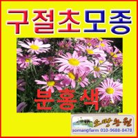 (D소망)분홍색 구절초모종(포트) 7개