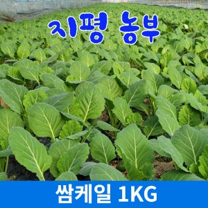 [물맑은 양평] 지평 농부 케일 쌈케일(1kg)(2kg)