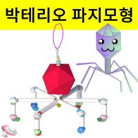 대형박테리오파지만들기 모형고리 5인용 - 과학교구몰