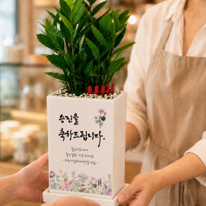 화분선물 축하문구인쇄 개업 승진 집들이 이사 퇴직 금전수 돈나무 중형