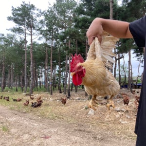 자연방사 흰장닭