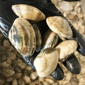 고창 하전 참 바지락 3kg - 해수해감 산지직송