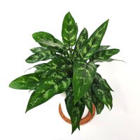 아글레오네마 (중품) 공기정화식물 실내인테리어 식물화분
