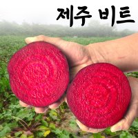 제주 비트 콜라비 레드비트 2kg 3kg 5kg 10kg