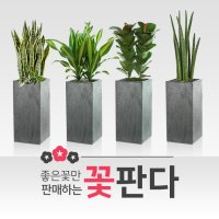 관엽식물 개업화분 거실 실내 대형 집들이 금전수 해피트리 행운목 돈나무