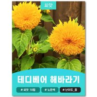 테디베어 해바라기 씨앗 10립