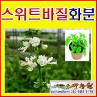 (MJ소망)허브모종 스위트바질모종(포트)4개