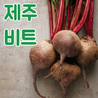 제주 비트 레드비트 제주콜라비 3kg