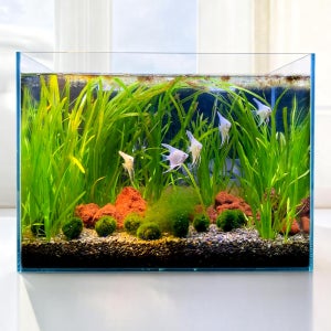 무환수 자동청소 수초 구피 물고기 키우기 45cm 자반어항 세트 원스팜