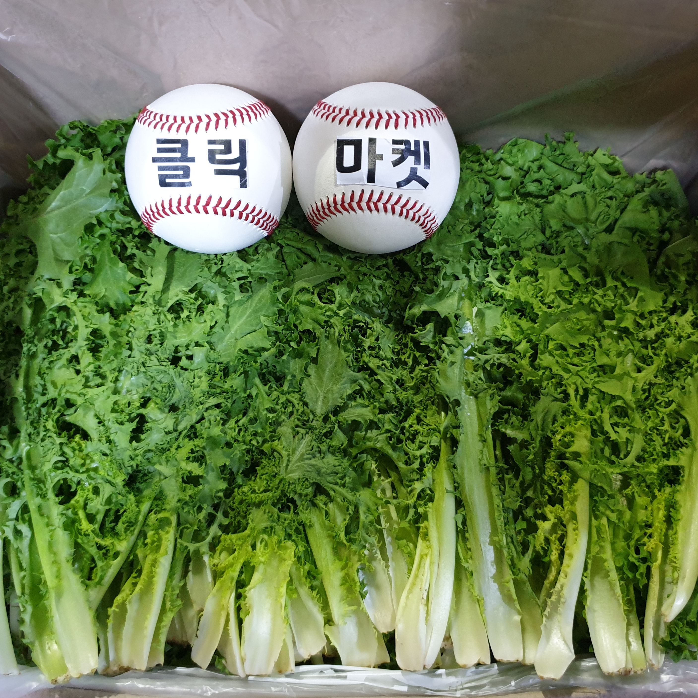 치커리 쌈채소 샐러드 국내산 2kg
