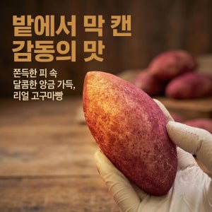 [바이블룸]찹쌀 고구마빵 10개입(보냉백) / 어린이 영양간식 식사대용