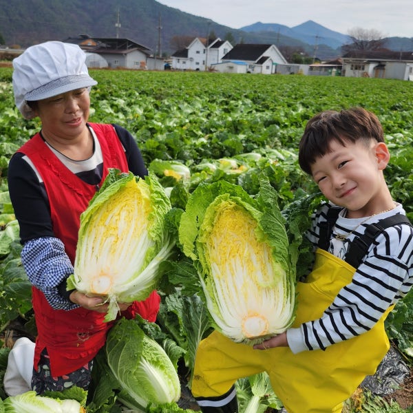 (나눔드리농장) 강원도 영월 고랭지 불암플러스 김장 절임배추 20Kg